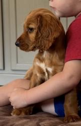 Lost Male Dog last seen Horizon Kennels, Sealy, TX 77474