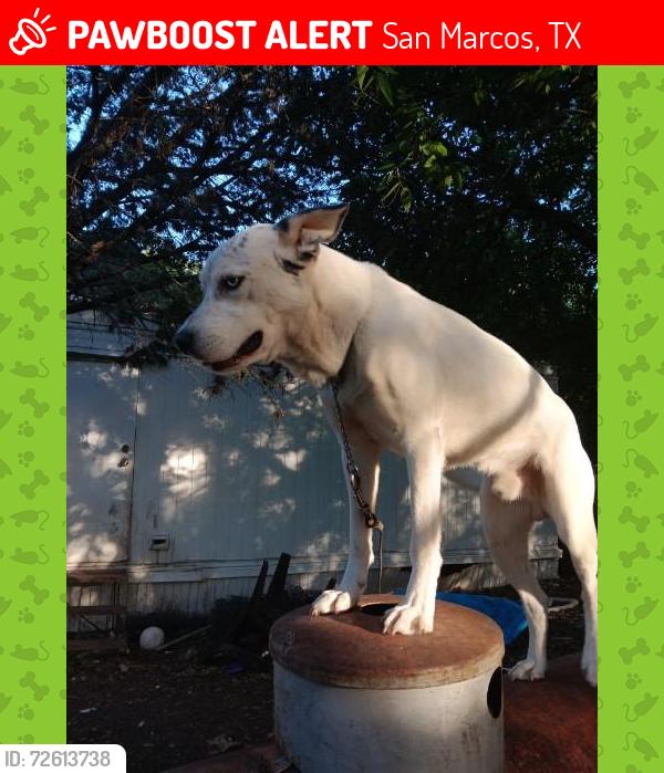 Lost Male Dog last seen Hunter rd San Marcos , San Marcos, TX 78666