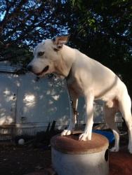 Lost Male Dog last seen Hunter rd San Marcos , San Marcos, TX 78666