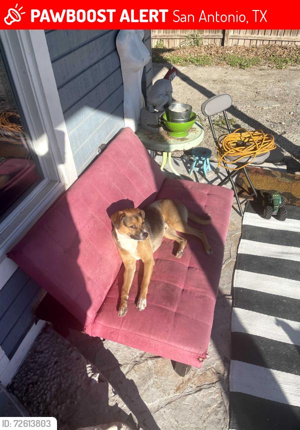 Lost Male Dog last seen Mittman and Gulf, San Antonio, TX 78202