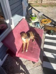 Lost Male Dog last seen Mittman and Gulf, San Antonio, TX 78202