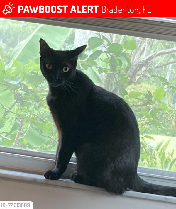 Lost Female Cat last seen Honore and Rio Bella Place.   Bradenton, Fl, Bradenton, FL 34201