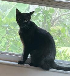 Lost Female Cat last seen Honore and Rio Bella Place.   Bradenton, Fl, Bradenton, FL 34201