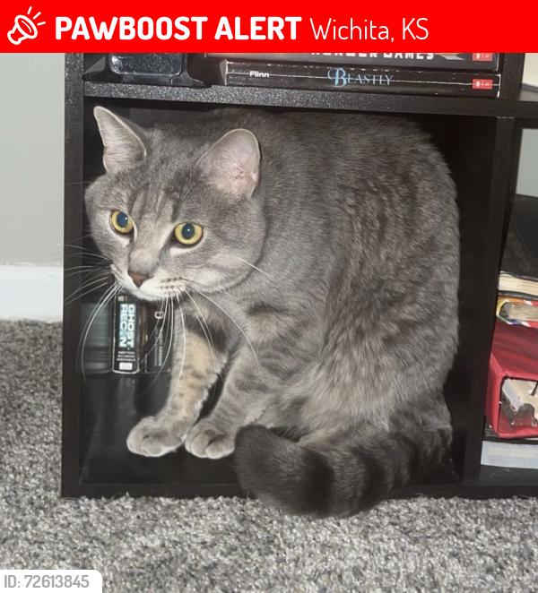 Lost Male Cat last seen May and Meridian, Wichita, KS 67213
