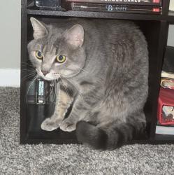 Lost Male Cat last seen May and Meridian, Wichita, KS 67213