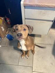 Found/Stray Male Dog last seen Edgewood and old kings , Jacksonville, FL 32254