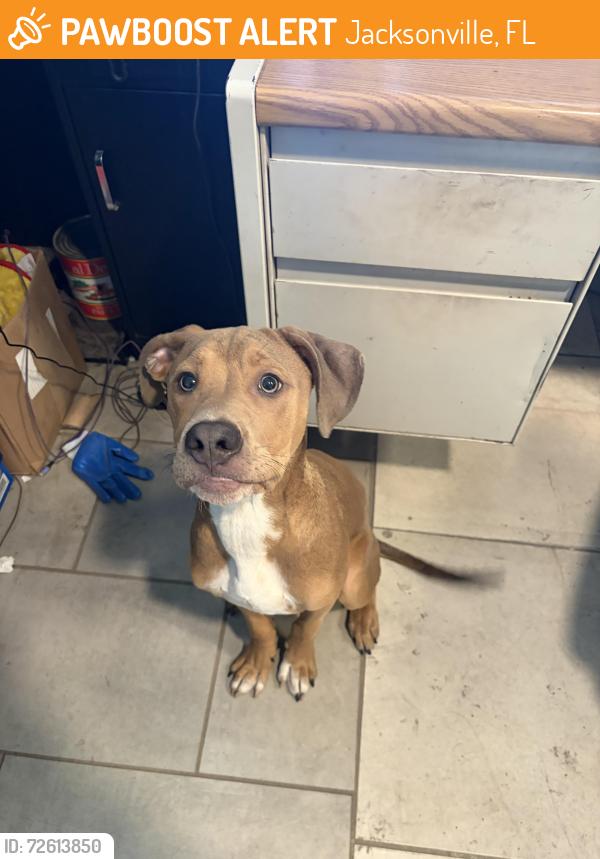 Found/Stray Male Dog last seen Edgewood and old kings , Jacksonville, FL 32254