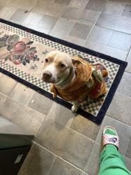 Lost Male Dog last seen Lawrence dr and Wilson rd , Columbus, OH 43207