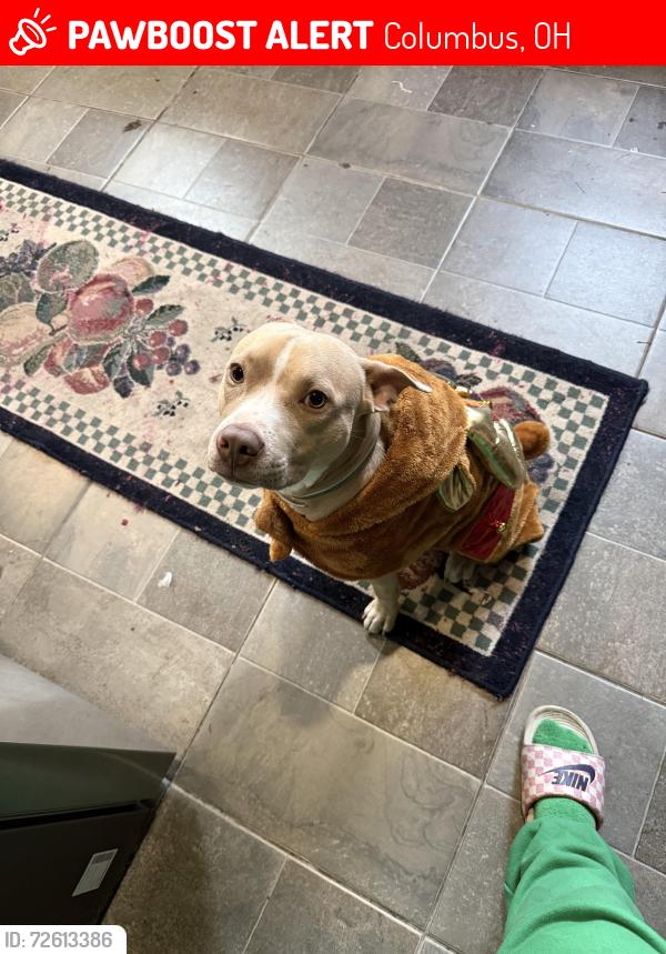 Lost Male Dog last seen Lawrence dr and Wilson rd , Columbus, OH 43207