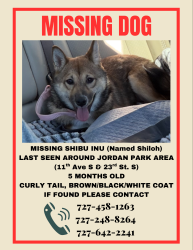 Lost Female Dog last seen Jordan Park area, Gulfport, FL 33707