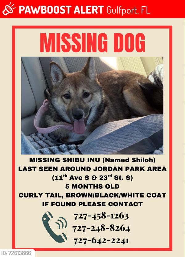 Lost Female Dog last seen Jordan Park area, Gulfport, FL 33707