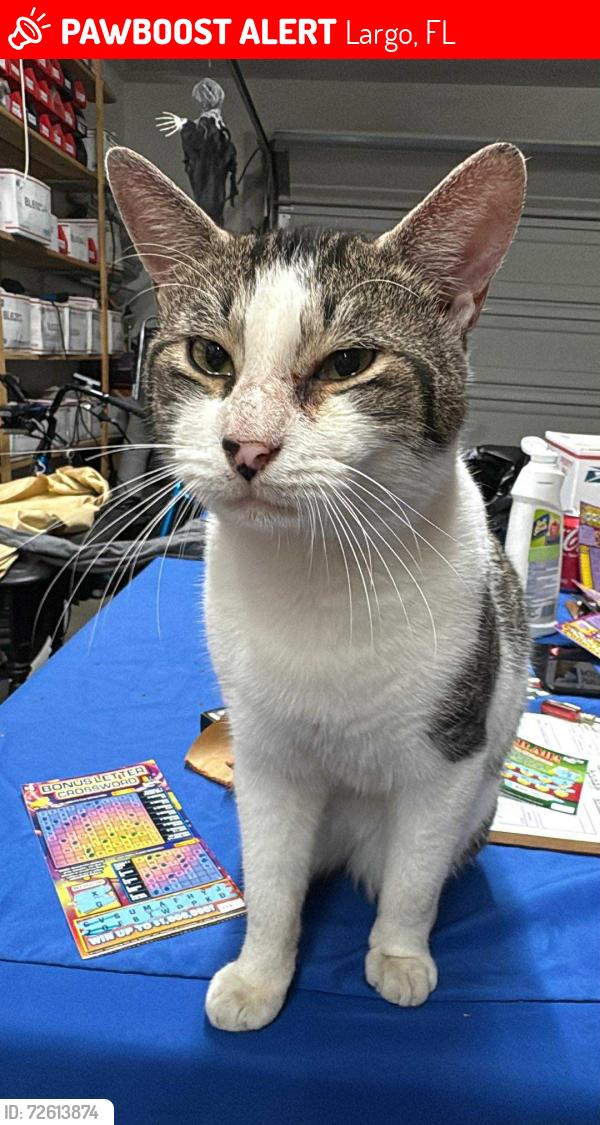 Lost Male Cat last seen Clearwater Largo Road and Beverly Avenue, Largo, FL 33770