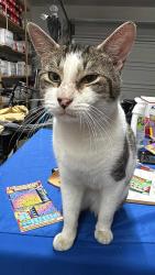 Lost Male Cat last seen Clearwater Largo Road and Beverly Avenue, Largo, FL 33770
