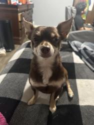 Lost Male Dog last seen Dollar general Winterville , Winterville, NC 28590
