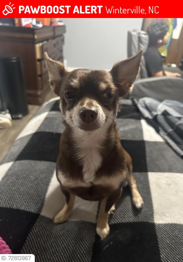 Lost Male Dog last seen Dollar general Winterville , Winterville, NC 28590