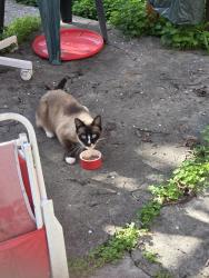 Found/Stray Unknown Cat last seen N 11th St and St John Street, San Jose, CA 95112