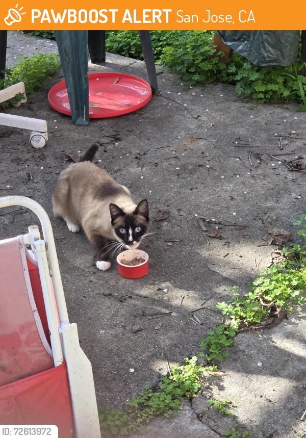 Found/Stray Unknown Cat last seen N 11th St and St John Street, San Jose, CA 95112