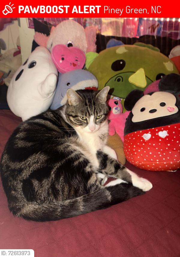 Lost Male Cat last seen piney green, Piney Green, NC 28546