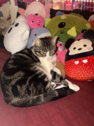 Lost Male Cat last seen piney green, Piney Green, NC 28546