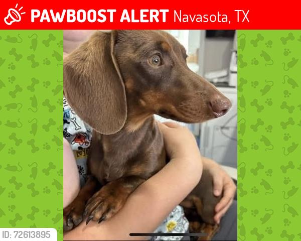 Lost Male Dog last seen Highway 105, Navasota, TX 77868
