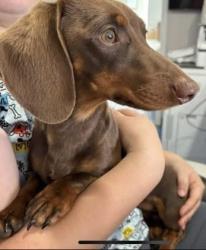 Lost Male Dog last seen Highway 105, Navasota, TX 77868