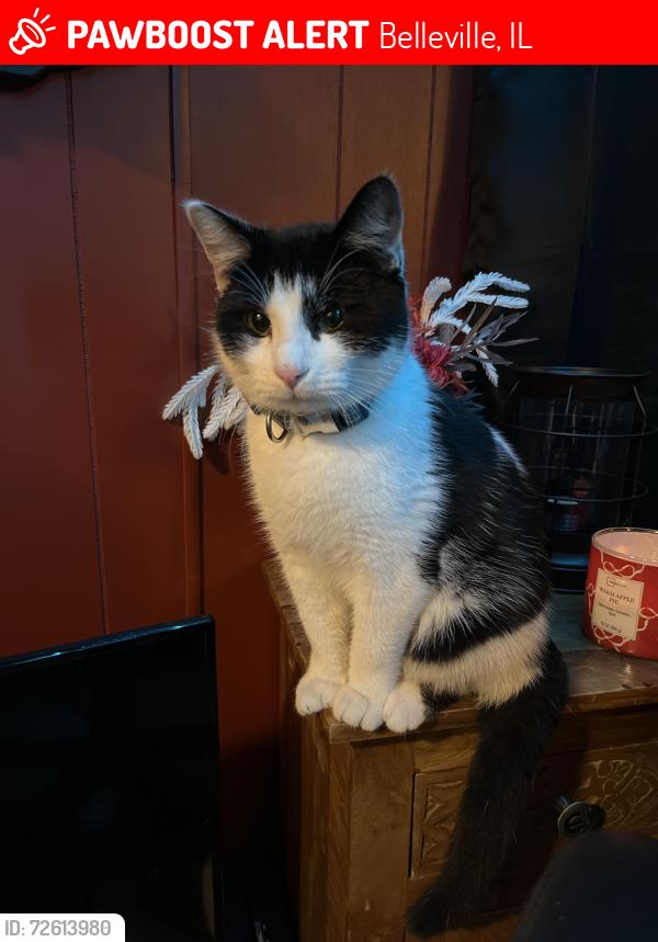 Lost Male Cat last seen Prairie Lane, Belleville, IL 62220