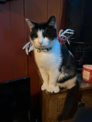 Lost Male Cat last seen Prairie Lane, Belleville, IL 62220