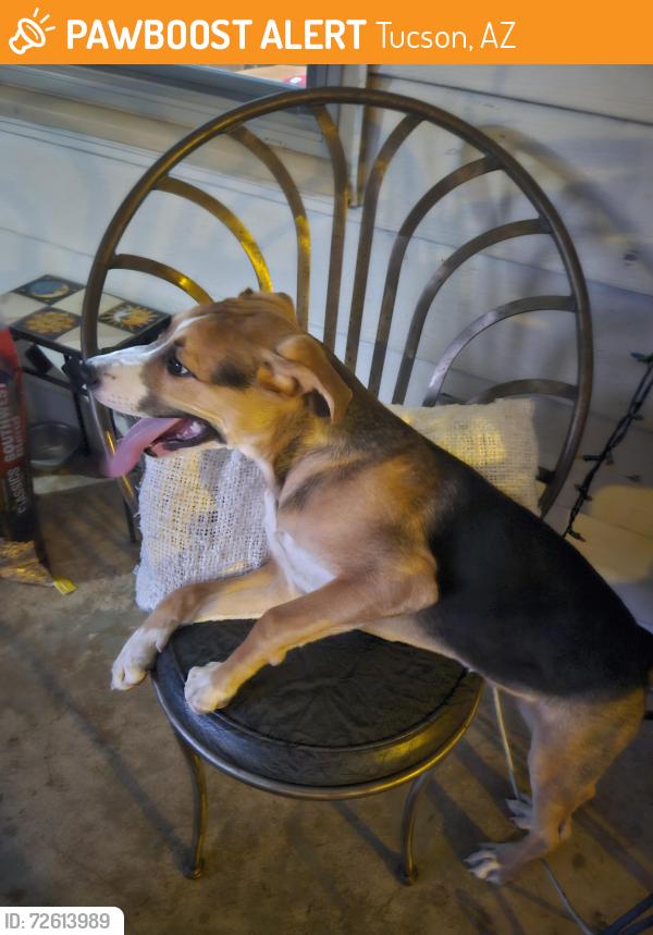 Found/Stray Male Dog last seen Oracle and las lomitas rd , Tucson, AZ 85741