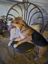Found/Stray Male Dog last seen Oracle and las lomitas rd , Tucson, AZ 85741