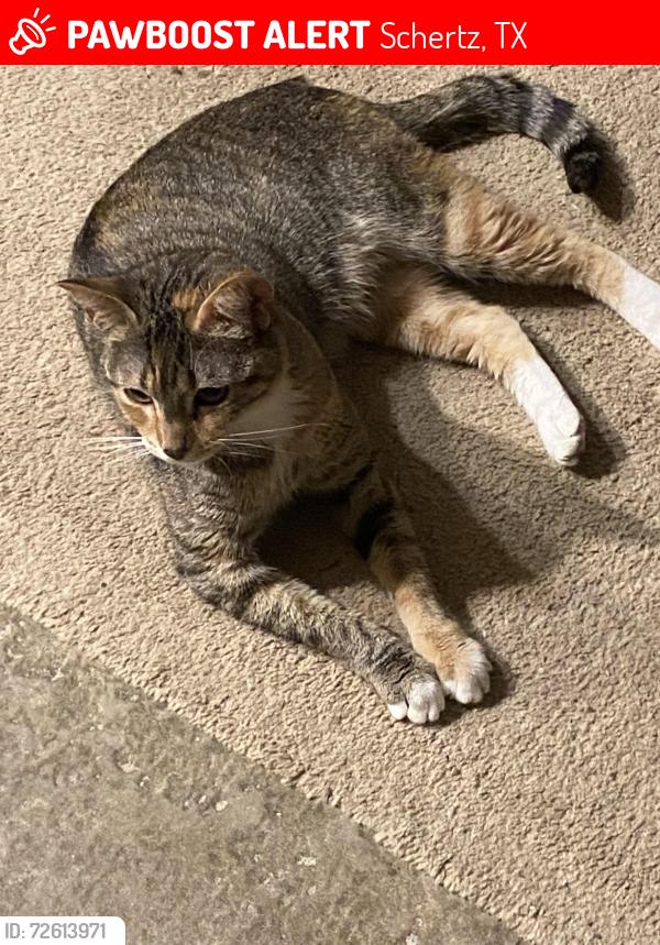 Lost Female Cat last seen Irish creek road Schertz Texas, Schertz, TX 78154