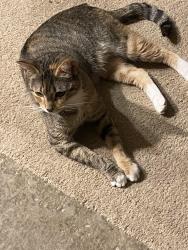 Lost Female Cat last seen Irish creek road Schertz Texas, Schertz, TX 78154