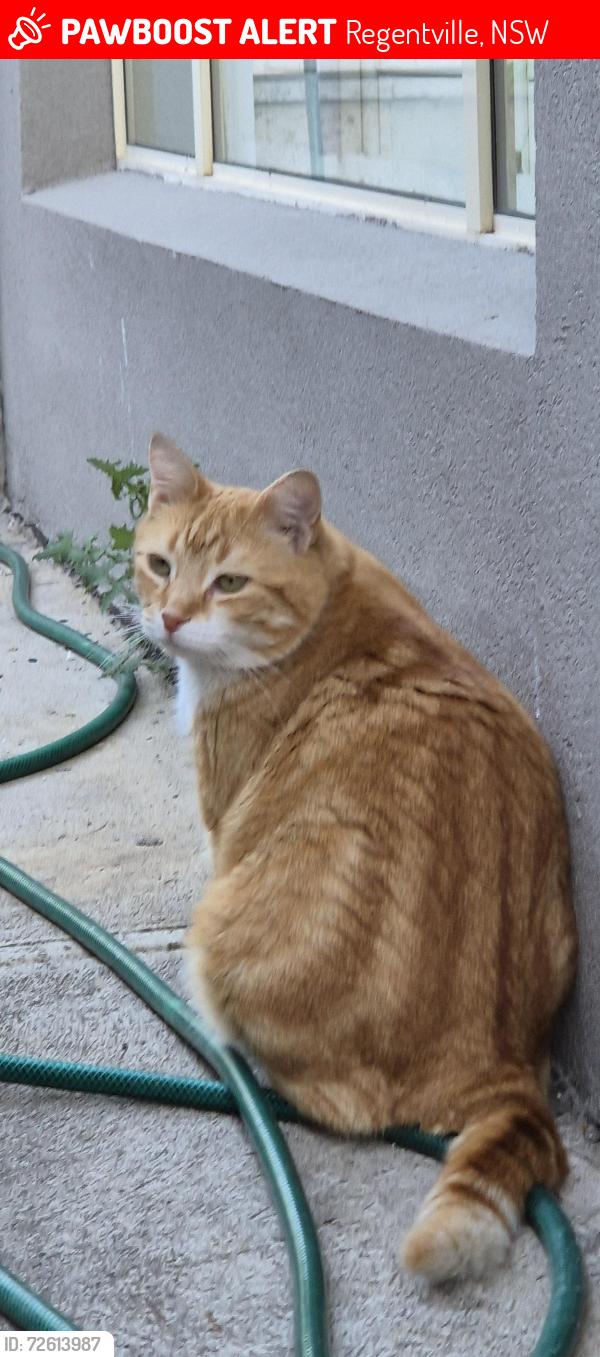 Lost Female Cat last seen Belleveue rd , Regentville, NSW 2745