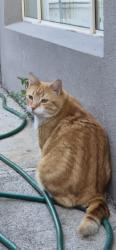 Lost Female Cat last seen Belleveue rd , Regentville, NSW 2745