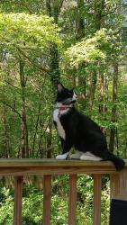 Lost Female Cat last seen Seth Ridge Dr. And Melinda Ln., Woodstock, GA 30188