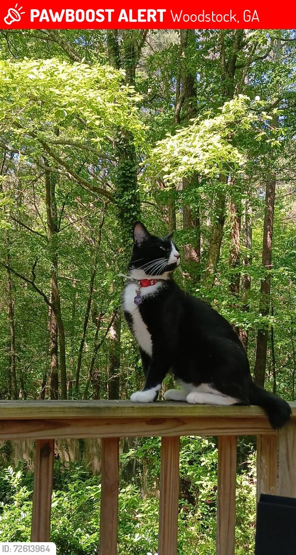 Lost Female Cat last seen Seth Ridge Dr. And Melinda Ln., Woodstock, GA 30188