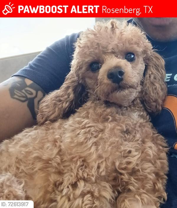 Lost Male Dog last seen Ward St and Old Richmond Road, Rosenberg, TX 77471