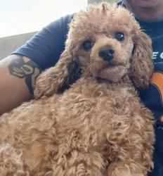 Lost Male Dog last seen Ward St and Old Richmond Road, Rosenberg, TX 77471