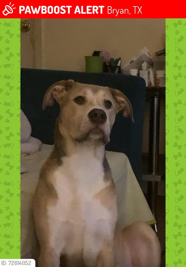 Lost Female Dog last seen My son's apmt , Bryan, TX 77801