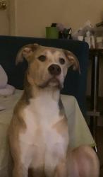 Lost Female Dog last seen My son's apmt , Bryan, TX 77801