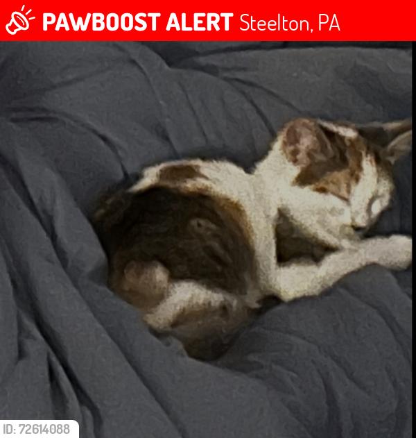 Lost Female Cat last seen Franklin/2nd St/Veterans zpatk, Steelton, PA 17113