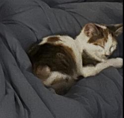 Lost Female Cat last seen Franklin/2nd St/Veterans zpatk, Steelton, PA 17113