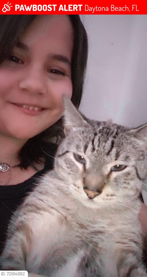 Lost Male Cat last seen Beville and Clyde Morris Blvd , Daytona Beach, FL 32114