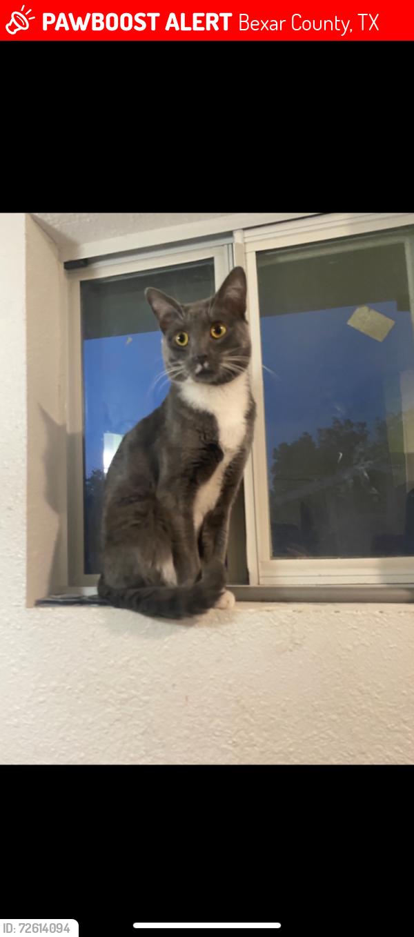 Lost Male Cat last seen Hildebrandt, Bexar County, TX 78222