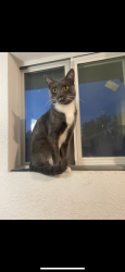 Lost Male Cat last seen Hildebrandt, Bexar County, TX 78222