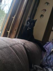 Lost Male Cat last seen In North Springs neighborhood, Columbia, SC 29223