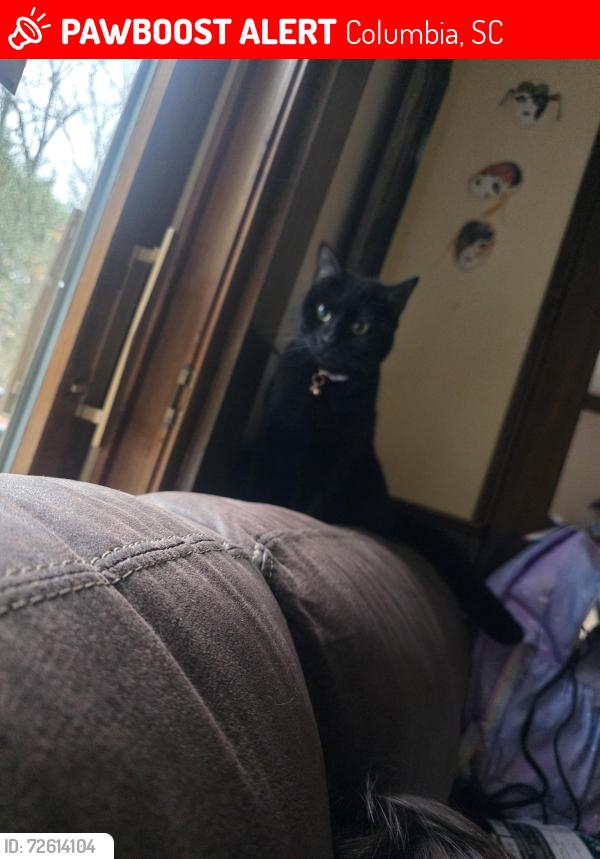 Lost Male Cat last seen In North Springs neighborhood, Columbia, SC 29223