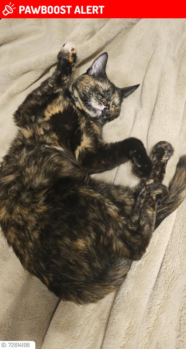 Lost Female Cat last seen Near Cheyenne Meadows Rd, Colorado Springs, Colorado Springs, CO 80906