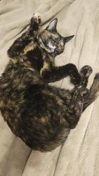 Lost Female Cat last seen Near Cheyenne Meadows Rd, Colorado Springs, Colorado Springs, CO 80906