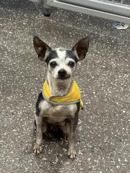 Lost Female Dog last seen Grassbur and Ranchette, Bryan, TX 77808