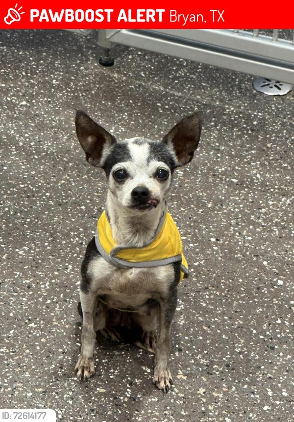 Lost Female Dog last seen Grassbur and Ranchette, Bryan, TX 77808